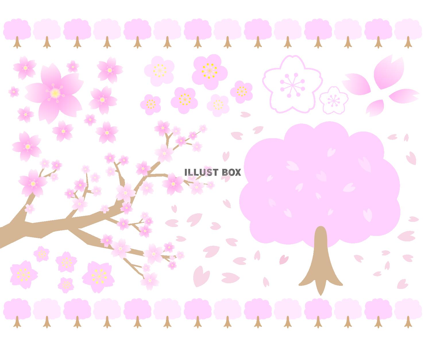 桜　セット