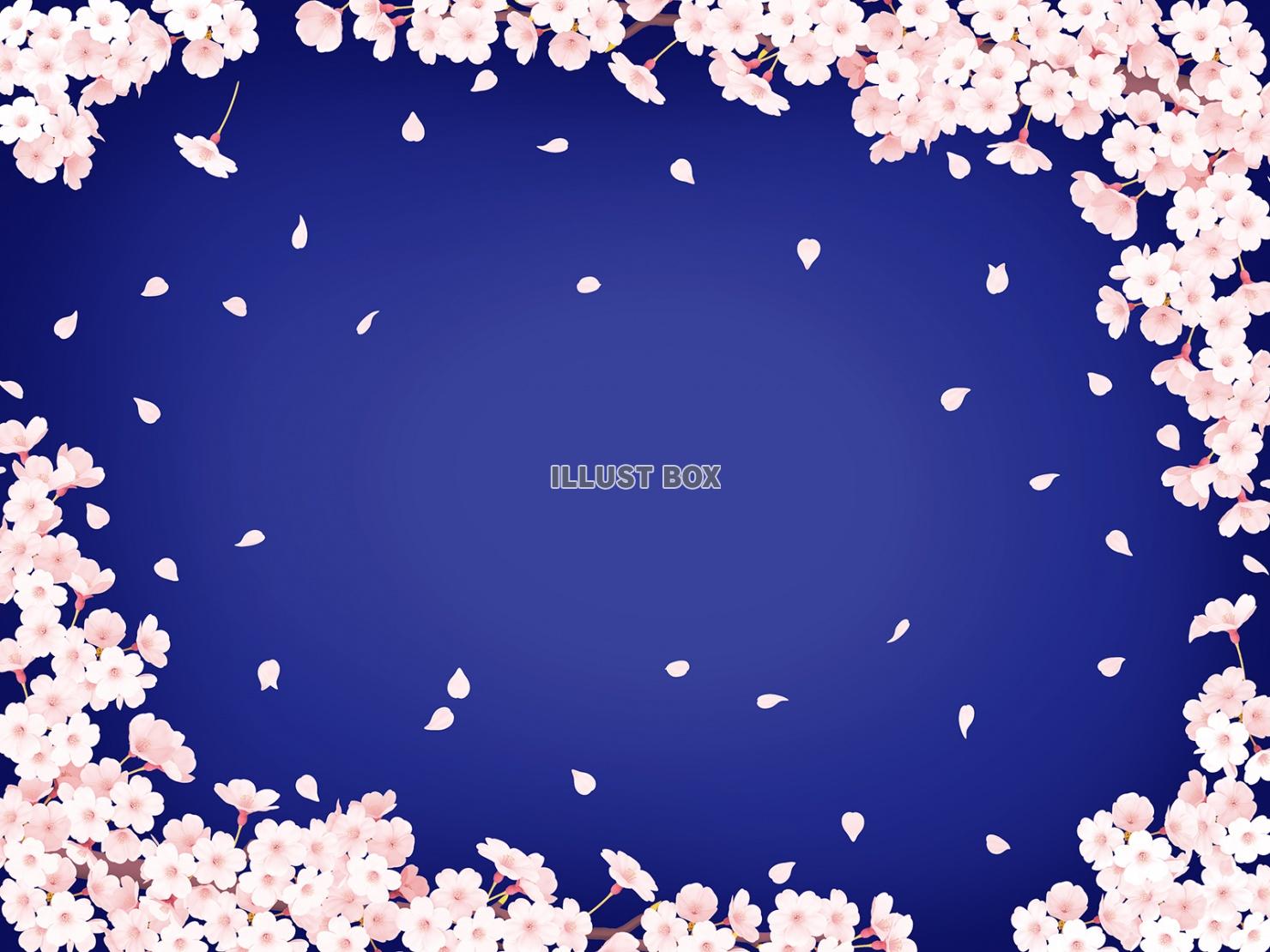 夜桜 イラスト無料