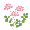 れんげ草　透過PNG