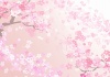 見上げた桜の風景