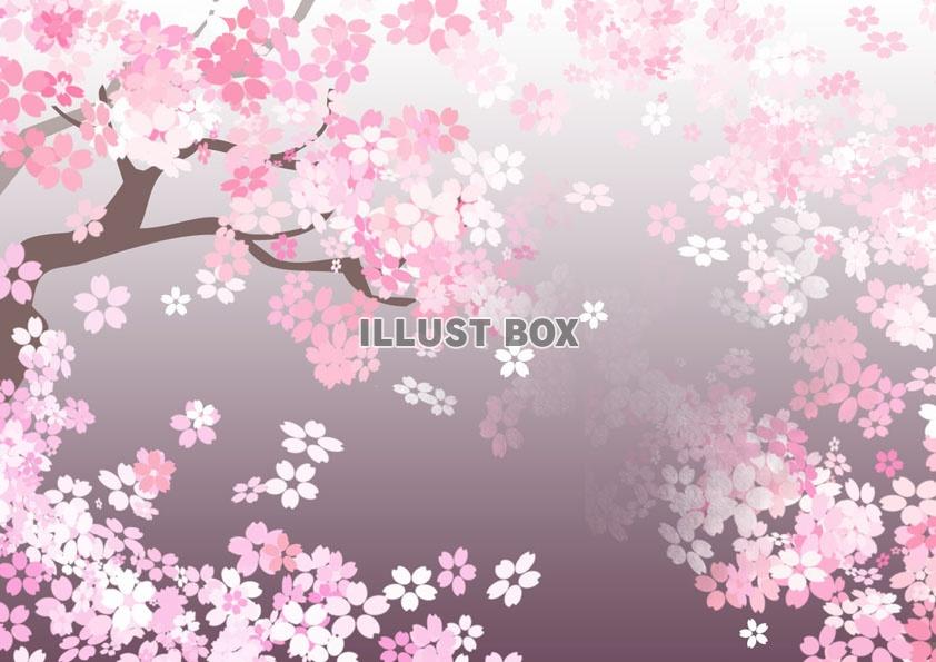 夜桜 イラスト無料