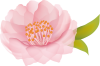 桃の花　01　透過PNG