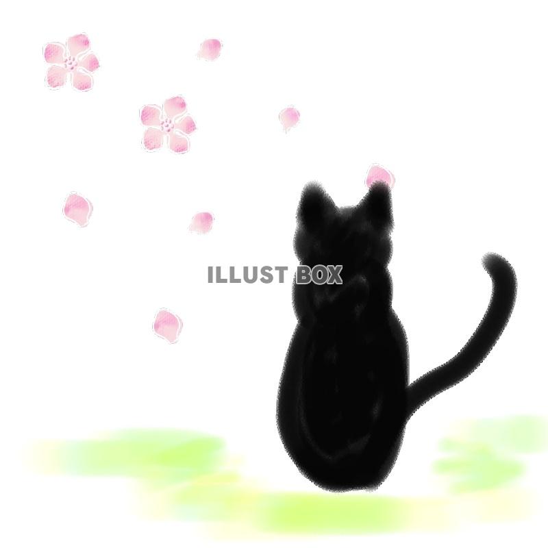 猫と桜