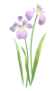 菖蒲の花　透過PNG