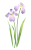 菖蒲の花　透過PNG