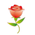 カーネーション・バラいちりん