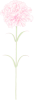 母の日カーネーションの花(png）