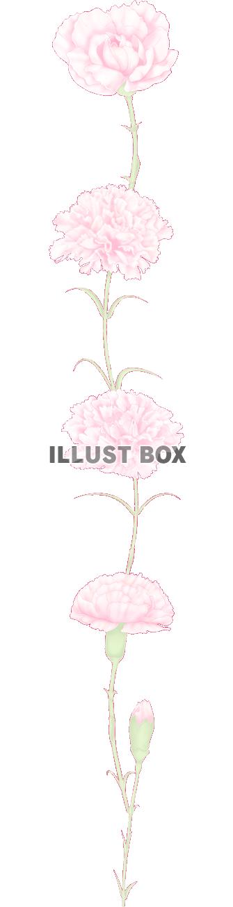 母の日カーネーションの花ライン(png）