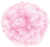 母の日カーネーションの花(png・CSeps）