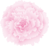 母の日カーネーションの花(png・CSeps）