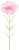 母の日カーネーションの花(png・CSeps）