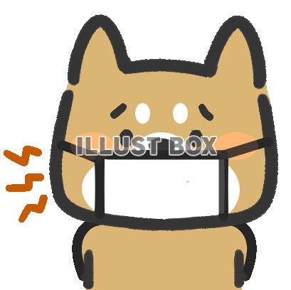 風邪気味の柴犬くん。（透過PNG)