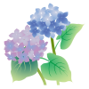 あじさいの花が2色　透過ＰＮＧ