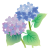 あじさいの花が2色　透過ＰＮＧ