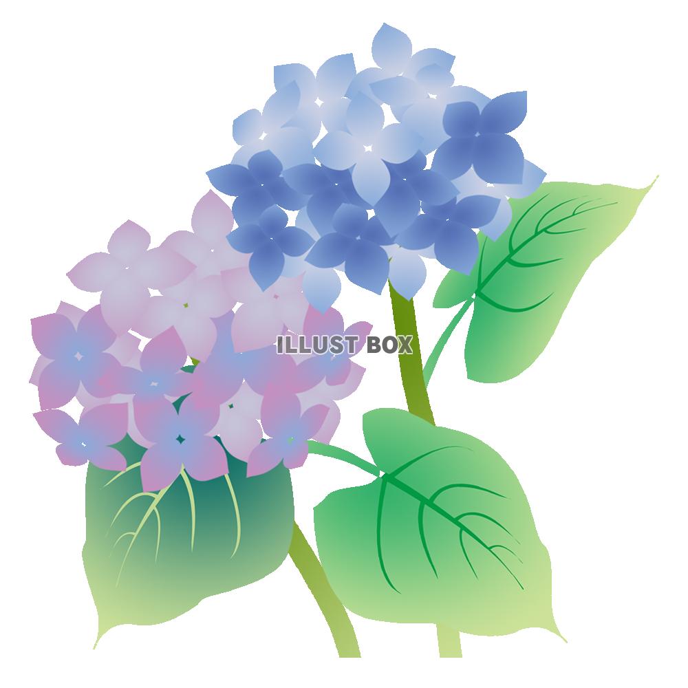 無料イラスト あじさいの花が2色 透過ｐｎｇ