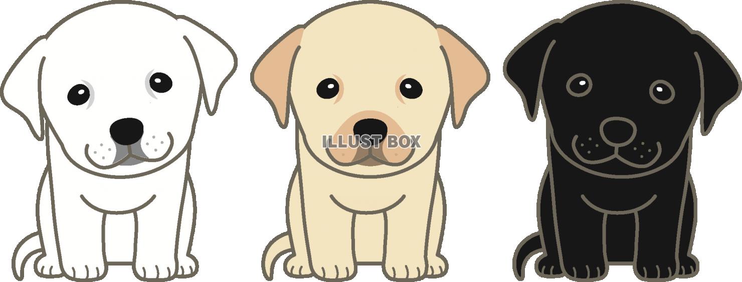 無料イラスト ラブラドールの子犬 お座り