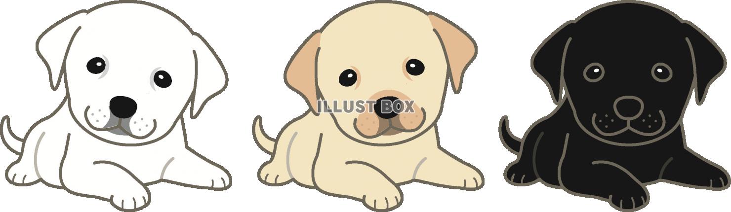 無料イラスト ラブラドールの子犬 伏せ