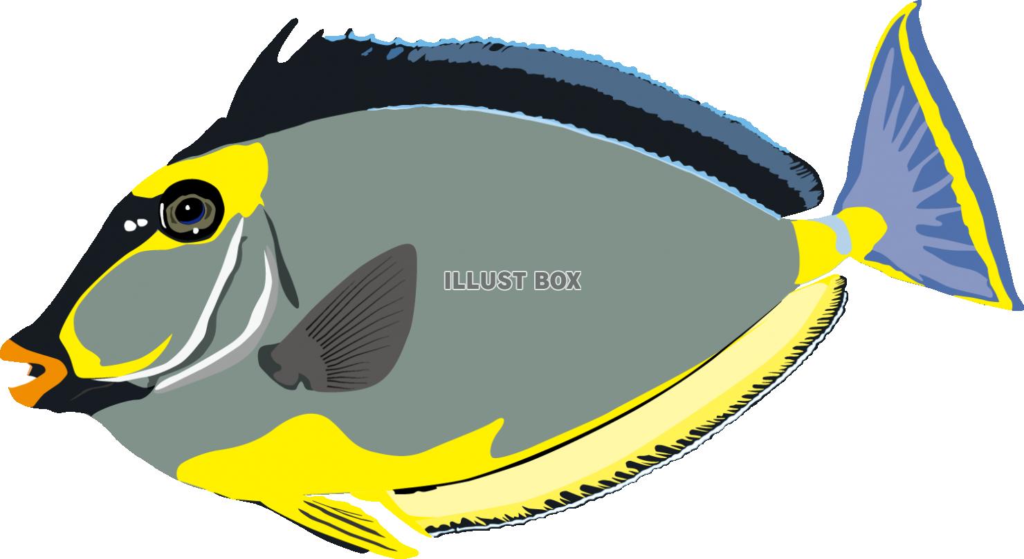テングハギ（南洋の魚）