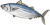 かつお
