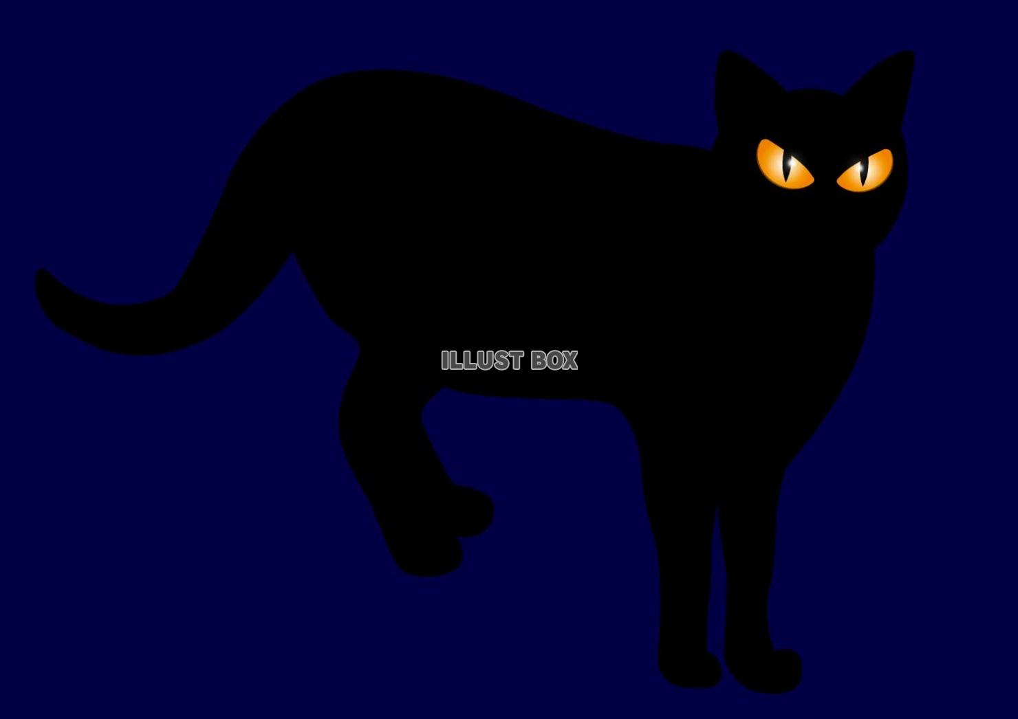 闇夜の黒猫