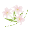 百合の花1