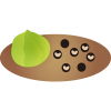 風船葛1