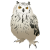 リアルなふくろう　(png・CSeps）