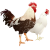 リアルなにわとりつがい(png・CSeps）