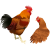リアルな鶏　つがい(png・CSeps）