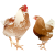 リアルな鶏　つがい(png・CSeps）