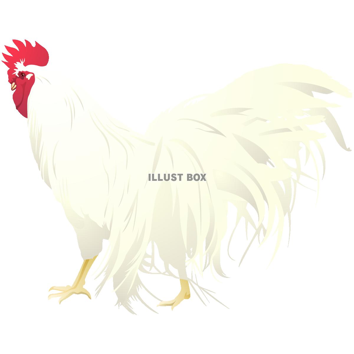 かっこいい かわいい 鶏 イラスト ただの動物の画像