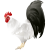 リアルな鶏(png・CSeps）