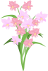 蘭の花 ピンク