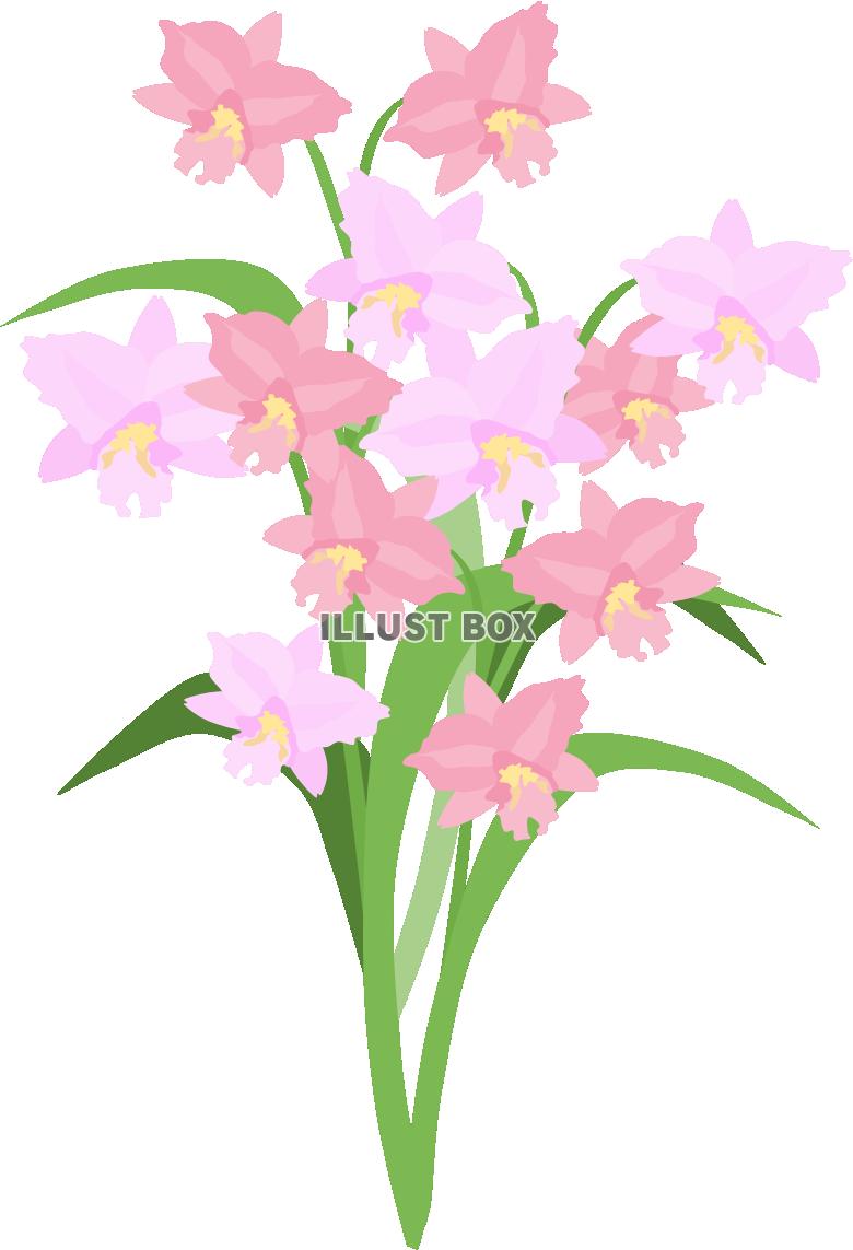 無料イラスト 蘭の花 ピンク