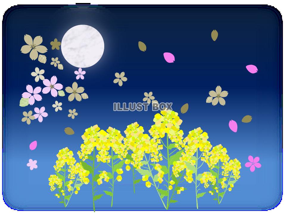 無料イラスト 月夜と菜の花と桜