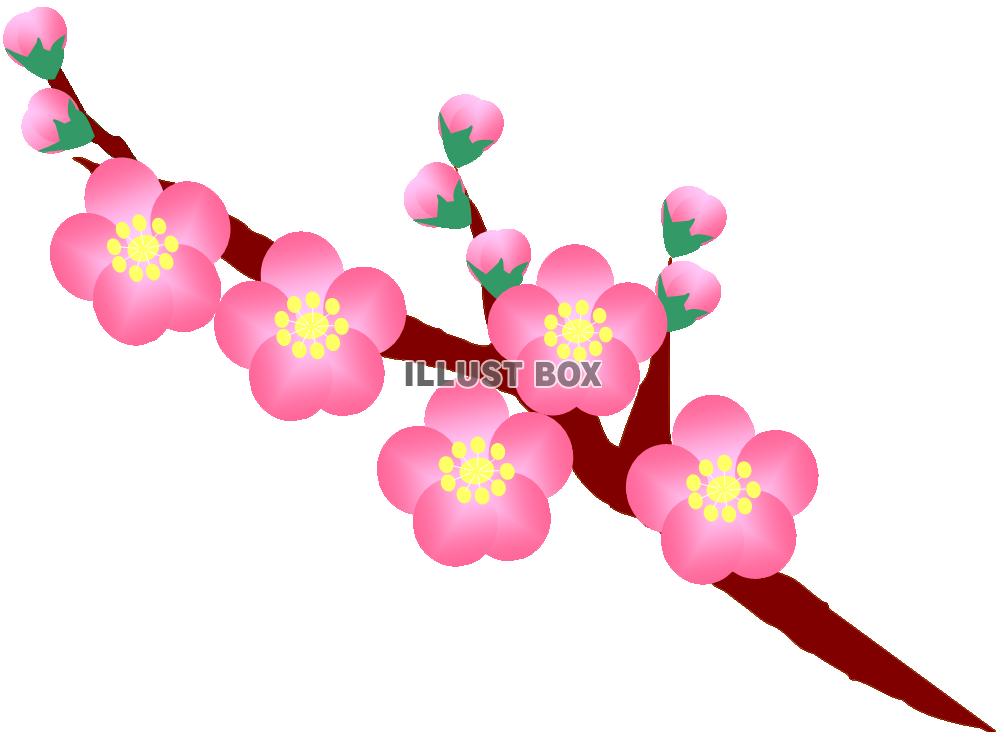 無料イラスト 梅の花とつぼみ