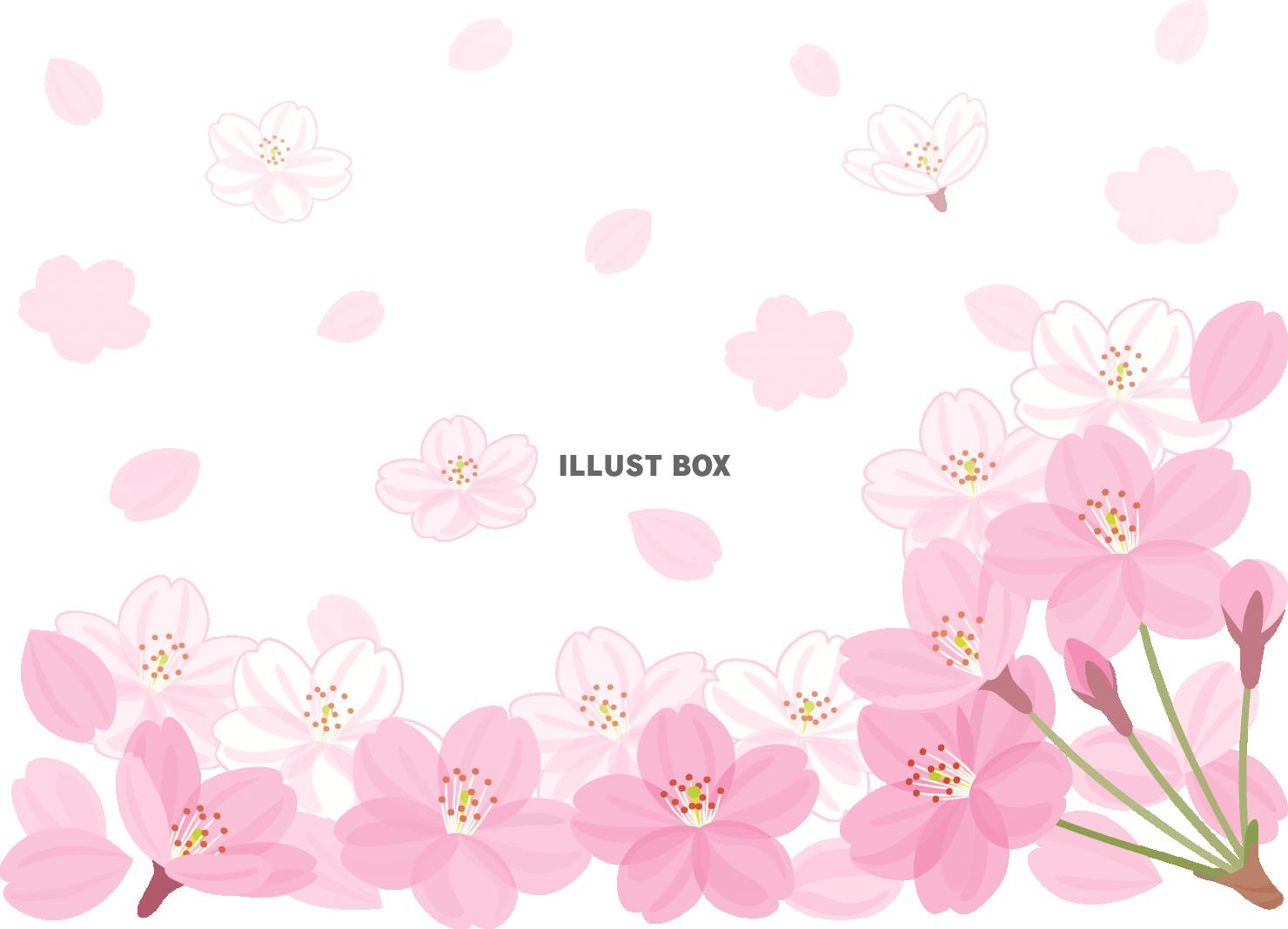 無料イラスト 桜の花を集めたライン２