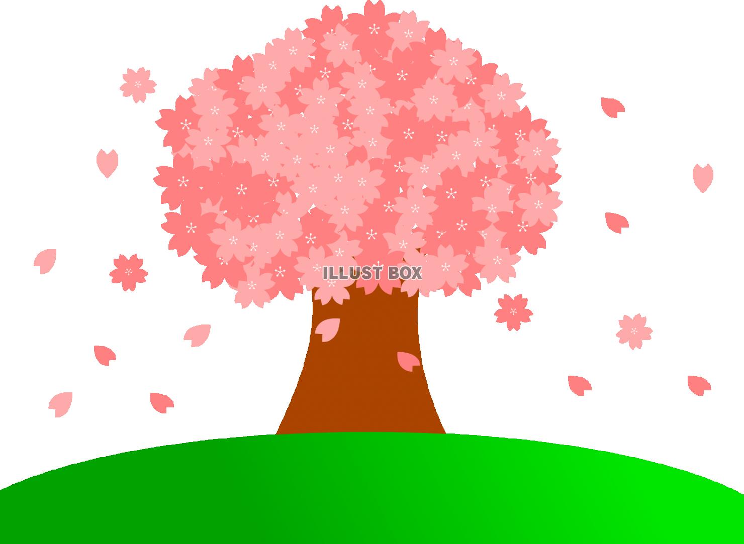 一本桜　満開（透過PNG）