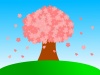 一本桜　満開　青空背景
