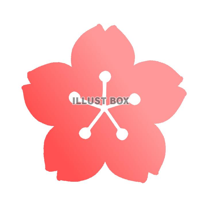 さくらの花　透過png