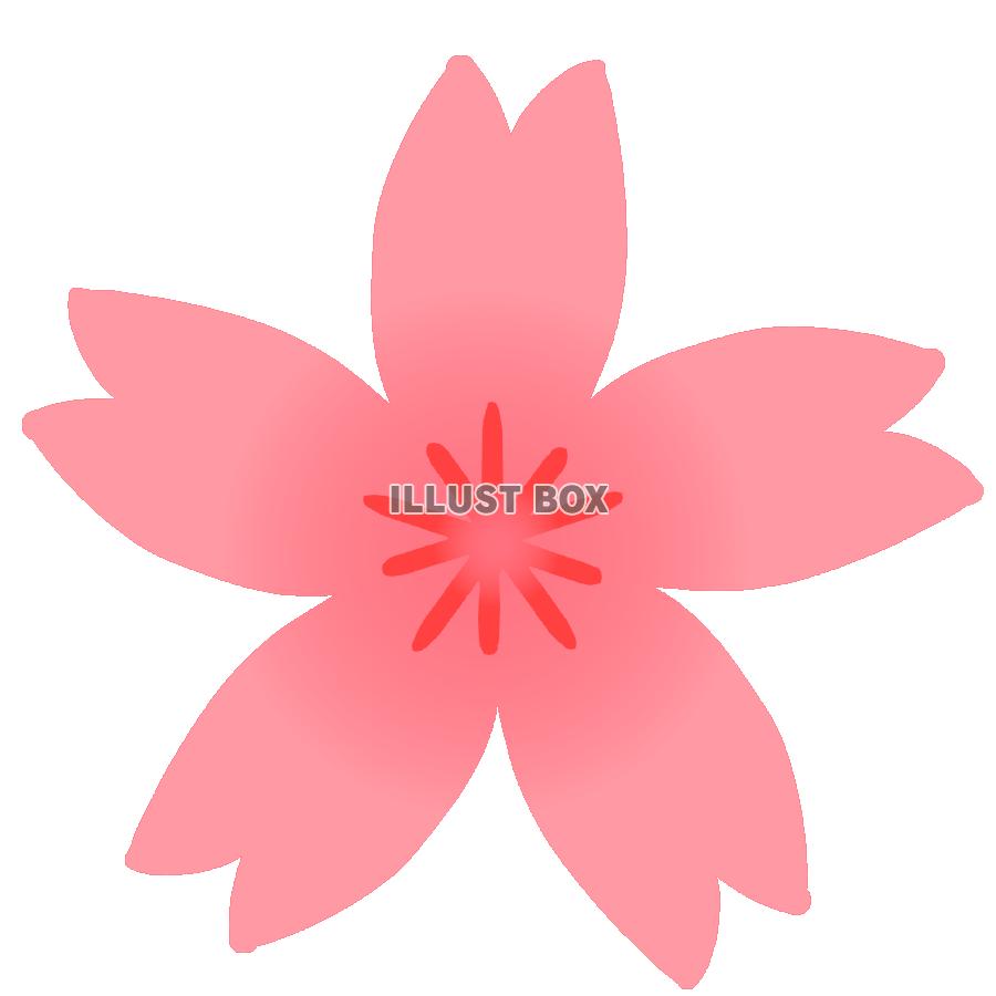 細身の桜の花　透過png