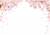 お花桜さくらサクラ春植物満開晴れお花見ホワイトデー三月３月3月四月4月４月空フレ