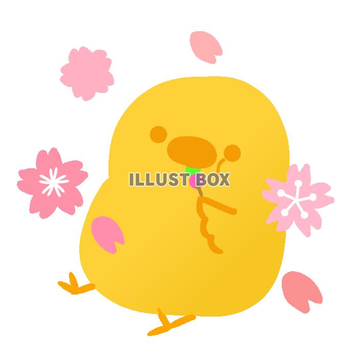 花見をして団子を食べているひよこ　透過png