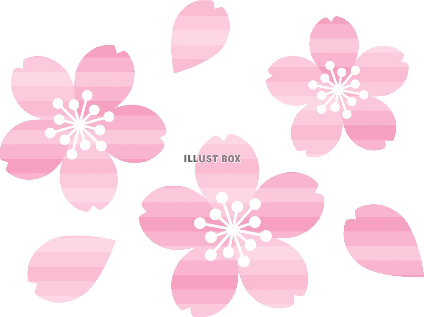 無料イラスト ストライプ模様の桜のイラスト