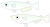 めだかのカップル