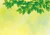 グリーンフレーム枠葉っぱ自然緑色葉桜装飾枠飾り枠シンプル綺麗春初夏木洩れ日背景素