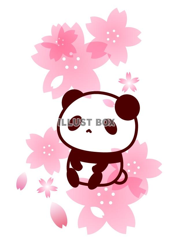 無料イラスト 桜とパンダのイラスト
