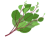 つるむらさき(png・CSeps）