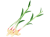 葉生姜(png・CSeps）