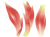 みょうが(png・CSeps）